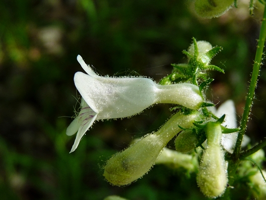 {Penstemon digitalis}